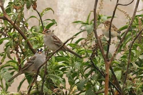 Clay-colored Sparrow w/ White-crowned Sparrows by Matt Sadowski, 1 Nov. 2007, Sunset Ave. weed patch, Tijuana River Valley, San Diego County, CA