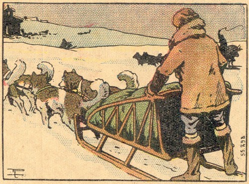 Musher and dogs in the snow