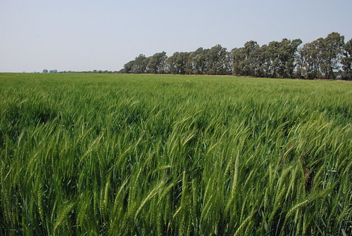 argentina cordoba trigo sembrado d80