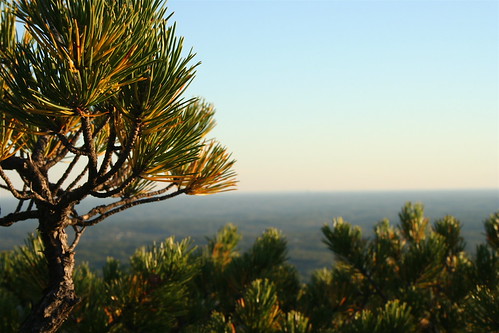 pine_needles by brookwithnoe, During sunset at the top of Hanging Rockhangingrock