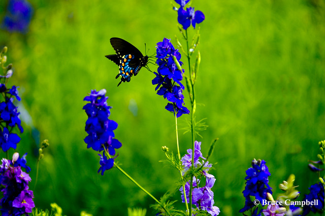 Butterfly on Bluebonnets