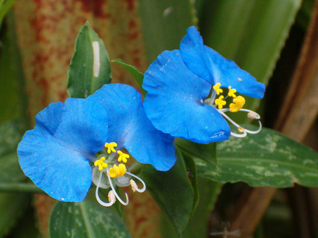 Flor silvestre azules ,pequeñas | Flor azul silvestre es muy… | Flickr