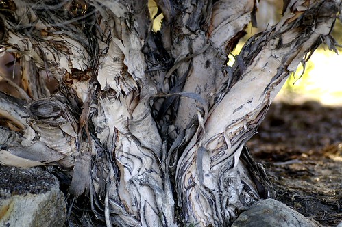 Paper Bark Tree | by Pentax Penny
