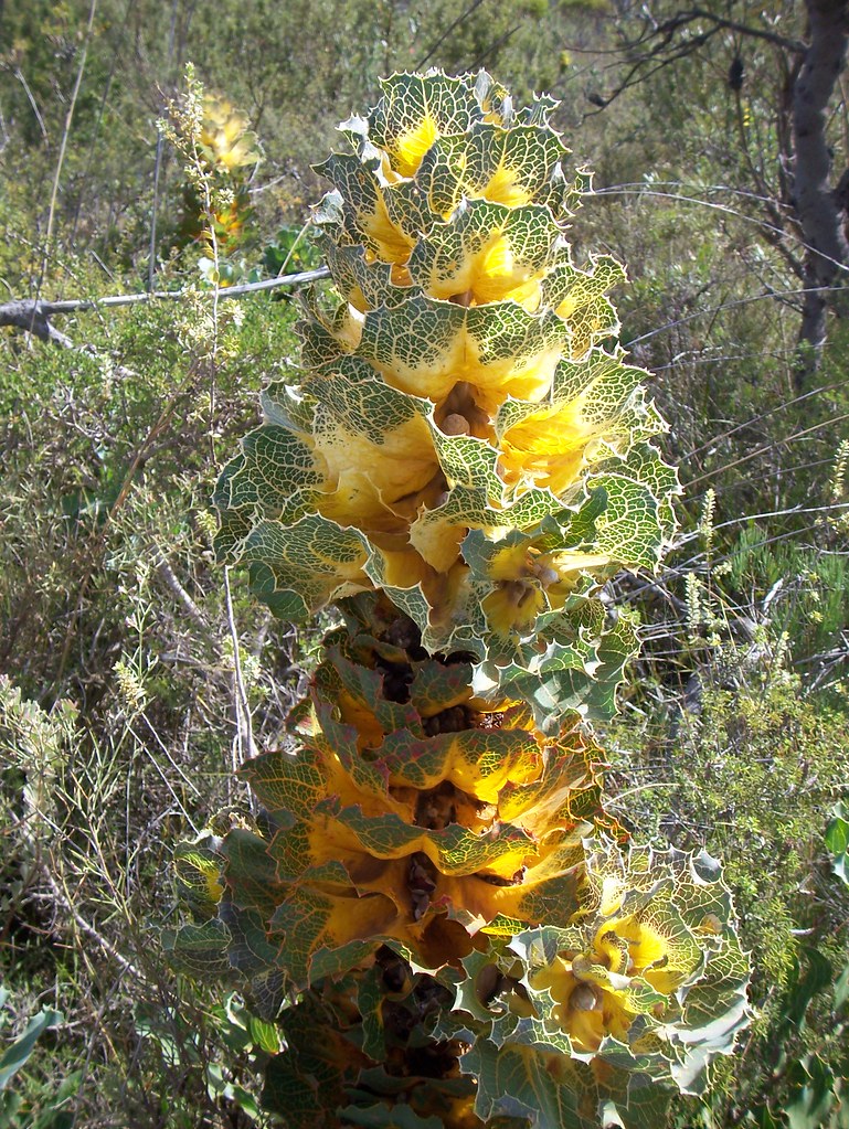 Royal Hakea