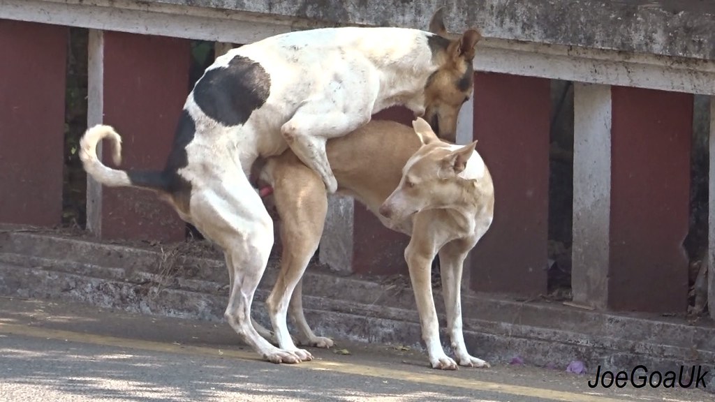 Pics Of Dogs Mating