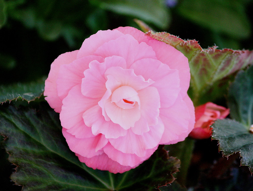 The first begonia of Spring | Sally | Flickr