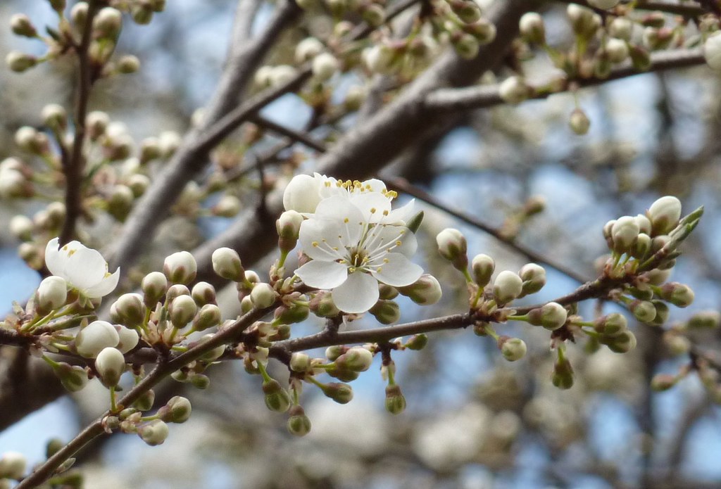 Blütenweiß | Spring in bloom. | AnKa68
