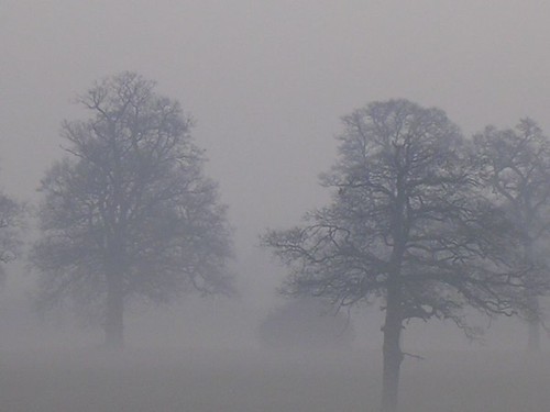 trees in the mist Dorking to Reigate