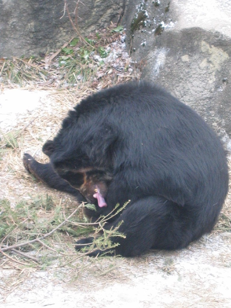 Dick bear. Медвежьи половые органы.
