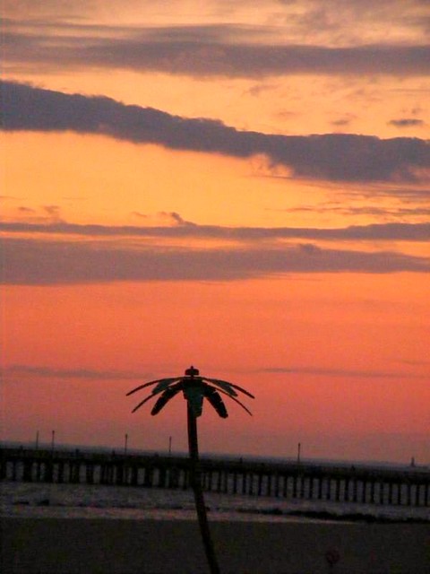 Palm Tree @ Sunset Nov 07