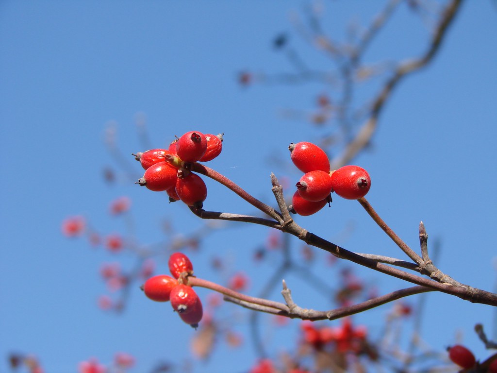 dogwood fruit against the sky at Virginia welcome center