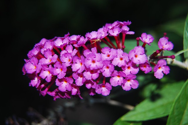 Beautiful Blooming Buddleia with Tiny Spider