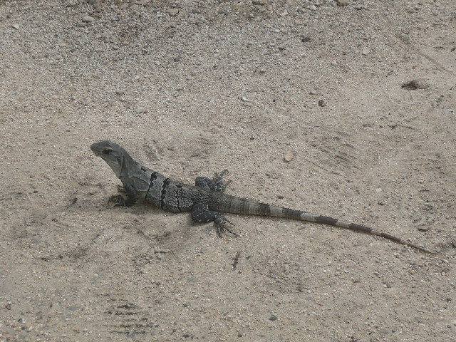 Black Iguana @ Tulum Yucatan Peninsula Mexico
