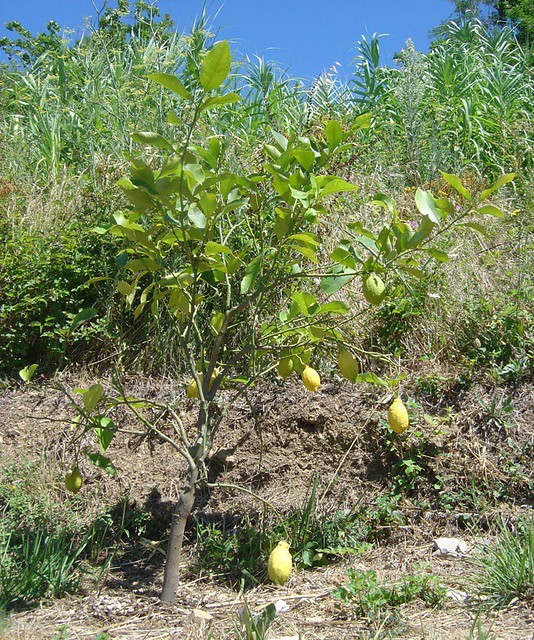Citrus limon (Rutaceae)