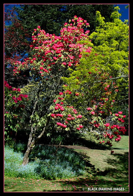 Rhododendron arboreum - Tree Rhododendron -  Milton Park Lodge - Bowral