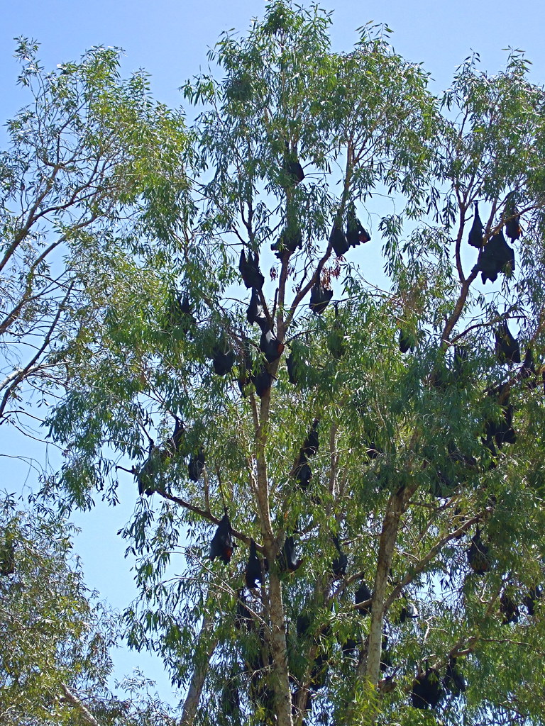 Fruit Bats in a Eucalyptus Tree