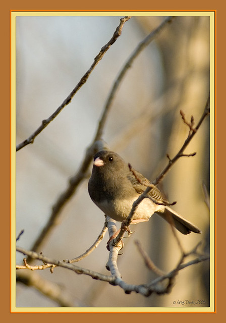 Junco-at-sunset