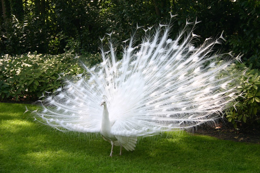 White Peacock or Albino Peacock