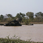 Elephants at Mole