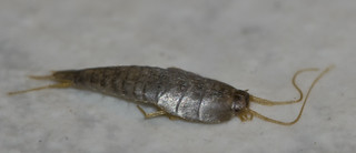 Silverfish