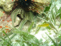 Green brittle star.jpg