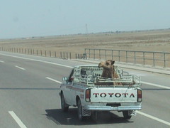 A Camel on the road
