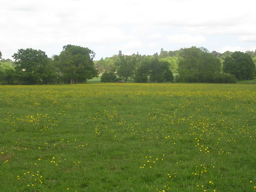 Buttercups Hever to Leigh