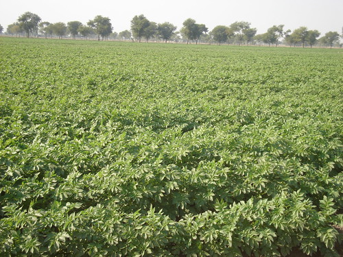 pakistan food field farm potato vehari khichi mailsi ladyrosetta