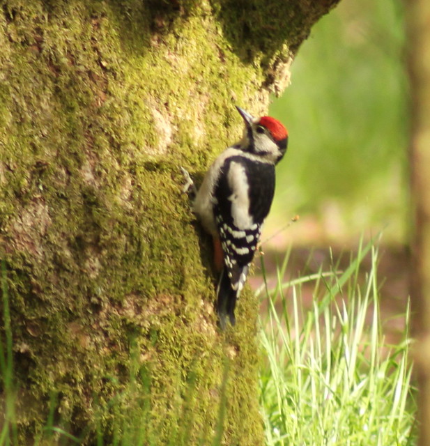 greater Spotted Woodpecker