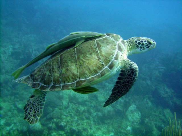 Green Turtle and Remoras