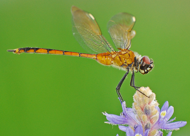 dragonfly on pickerel