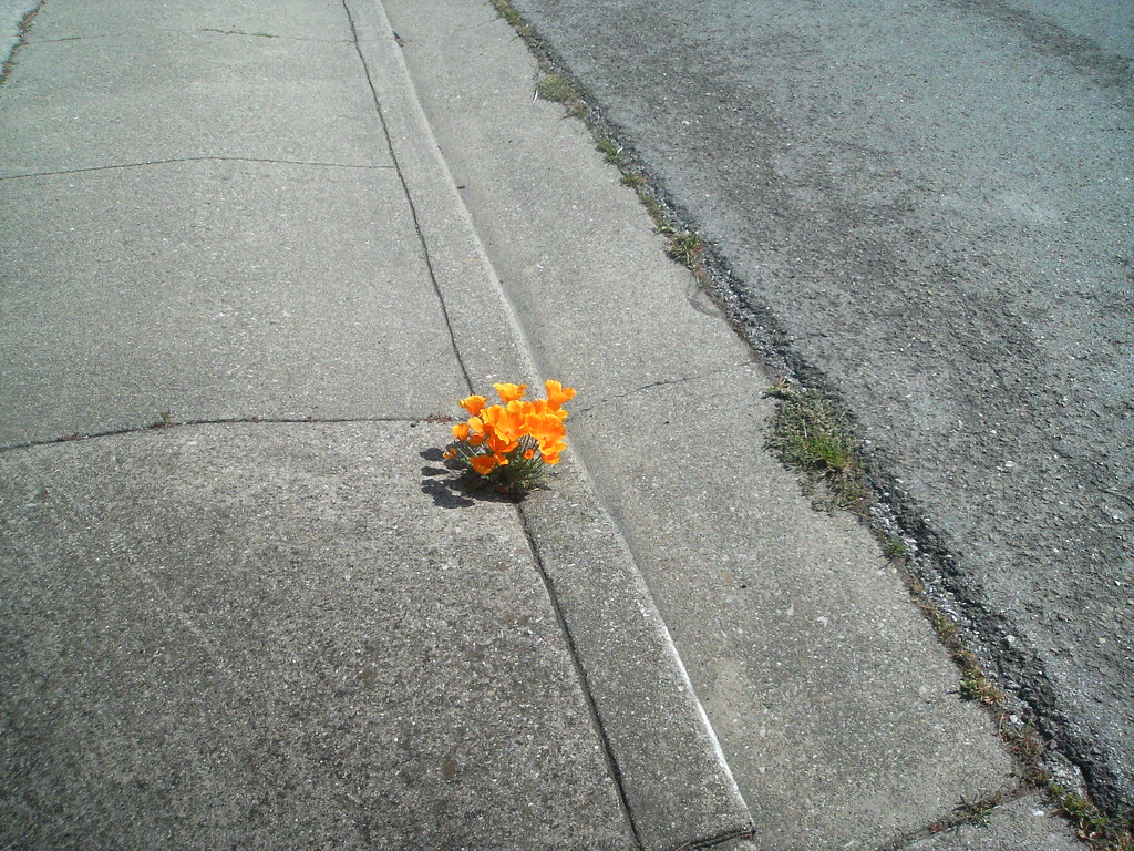 Flowers on the sidewalk