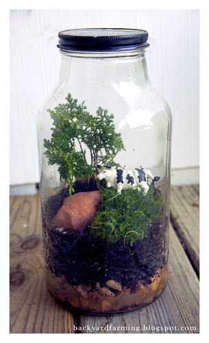 moo | by Backyard Farming Blog