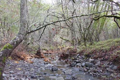 San Anselmo Creek