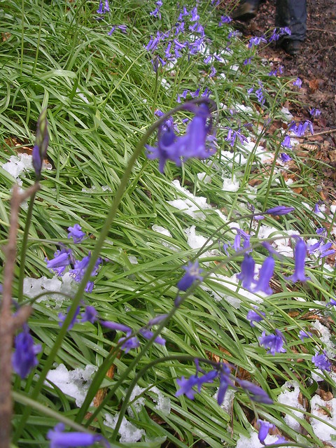 bluebells in snow Haslemere Circular (silent walk)