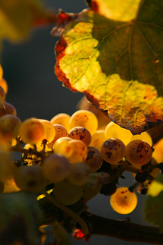 sunset winery vineyards valley grapes napa truchard