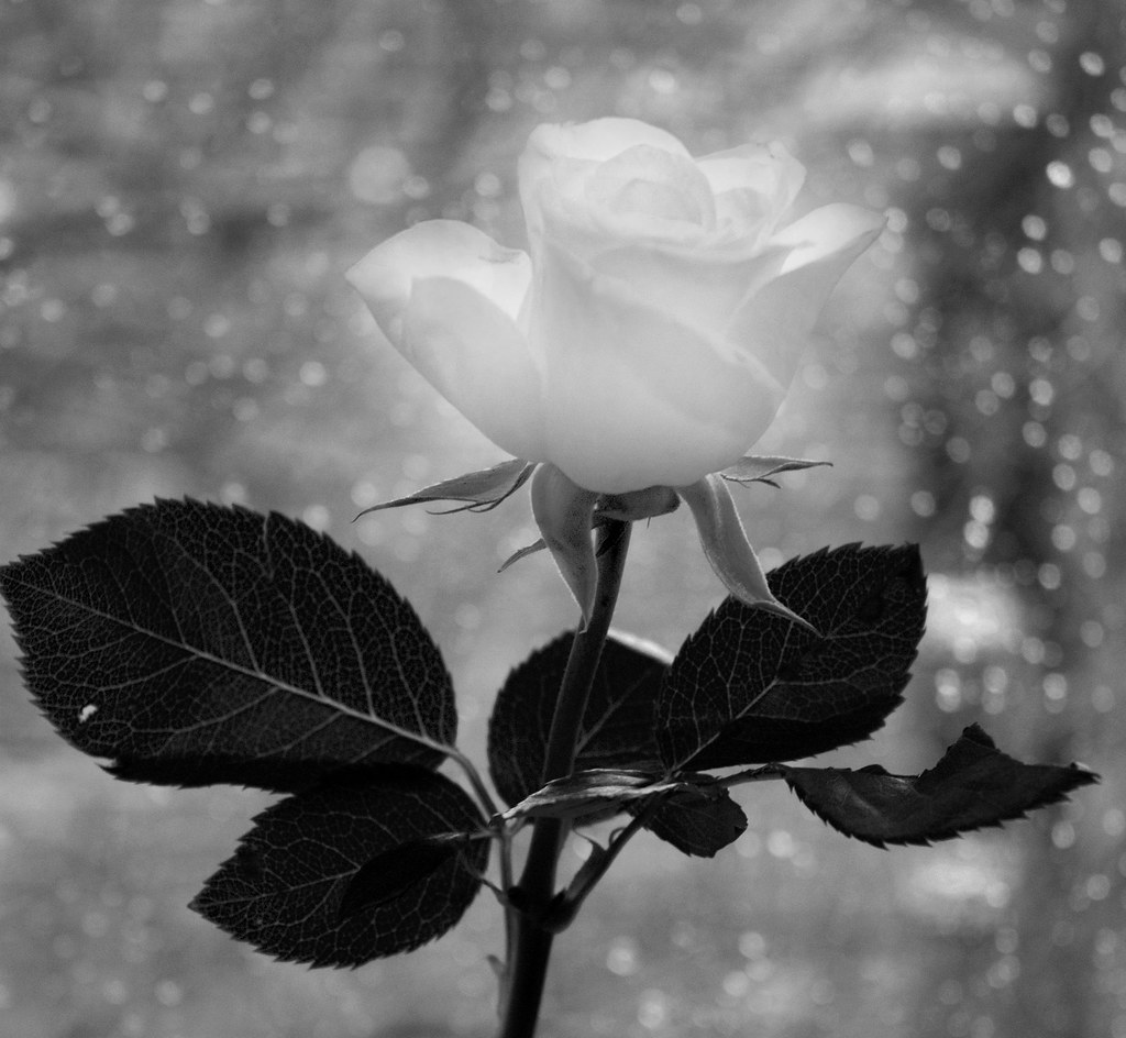 The softness of white by Ben124.