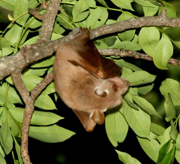Fruit bat (Peters’ Epauletted Bats) - a photo on Flickriver