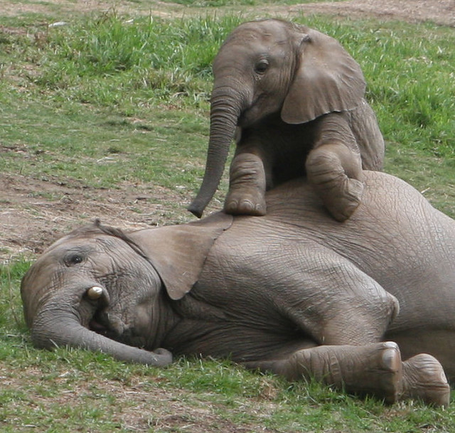 Baby elephant Impunga sits up on his big brother Vus'musi,…