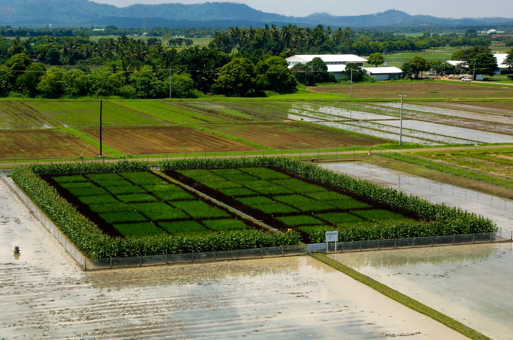 Xa21 | Experimental field for testing rice plants with the X… | Flickr