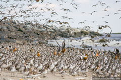 Sandpipers and Red Knots 5