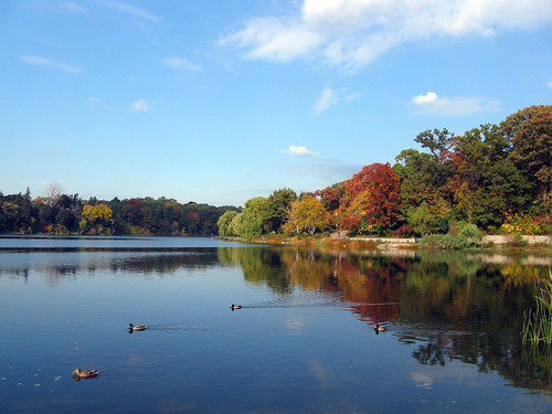 autumn trees lake toronto ontario canada tree fall nature water reflections duck pond highpark ducks lagoon grenadierpond anasplatyrnynchos