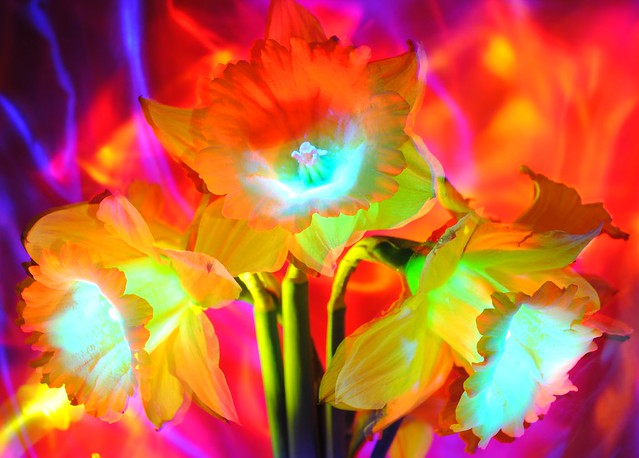 psychedelic daffodils