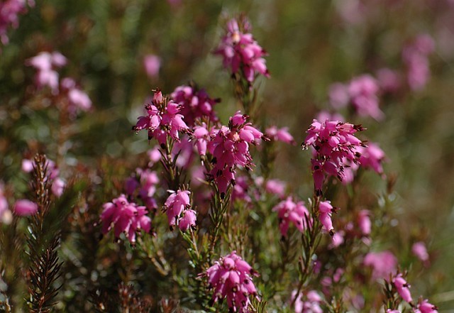 d0701089 | Schneeheide (Erica carnea). Karwendel / Tirol, 07.04.2007