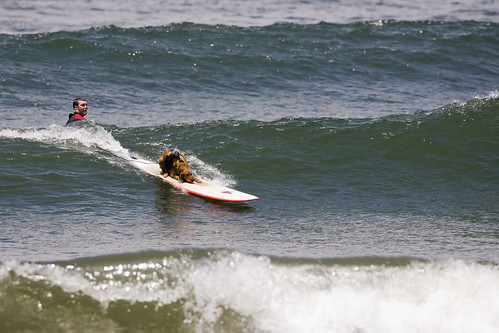 dog-saint-kat-surfing_0268 | by mikebaird