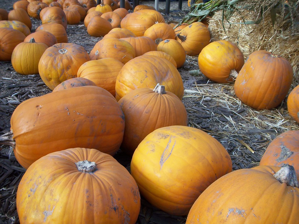 Pumpkins!