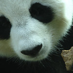 Panda close up