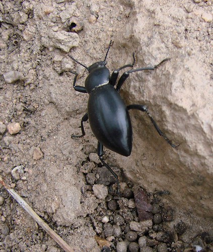 black stinkbug - eleodes | by randomtruth