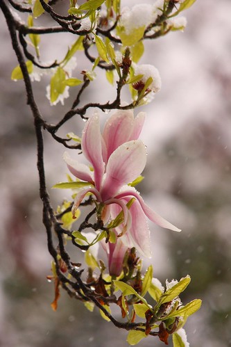 Early English Spring - but then a delicate April surprise by JB photographer