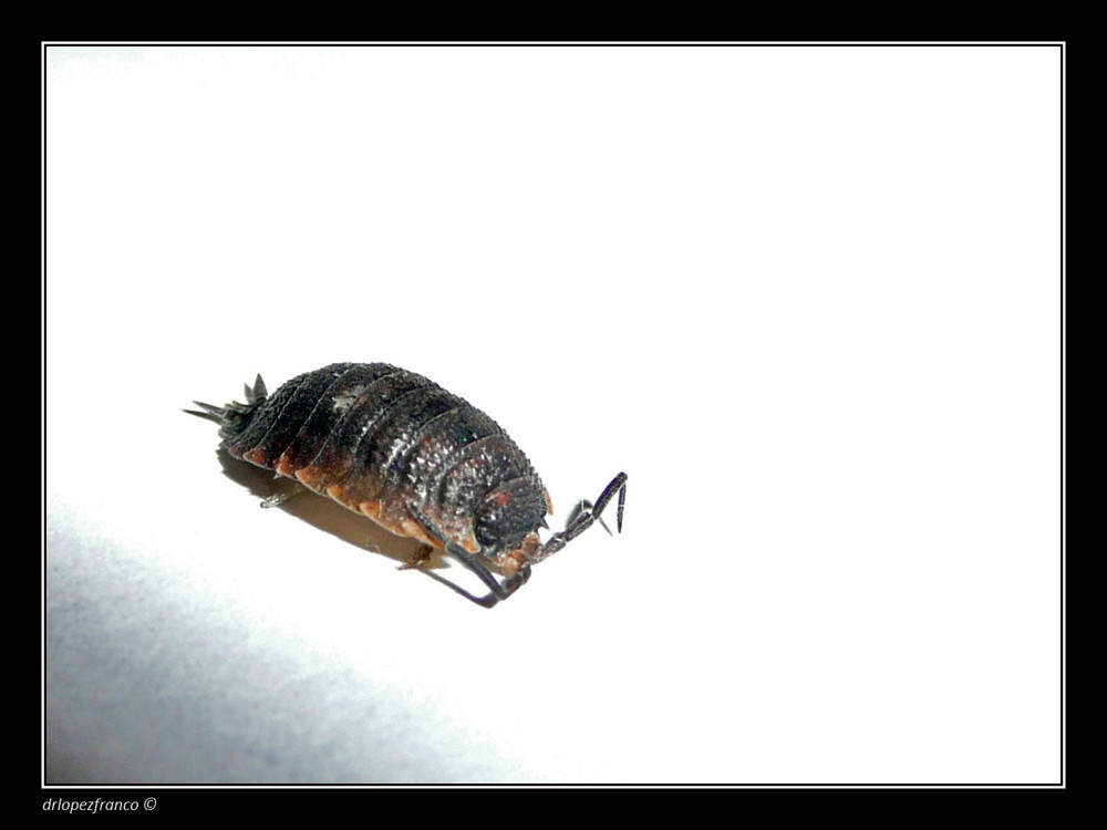 Conchito Insect Cochinito | Que nombre le dan a este pequeño bicho? How do y… | Flickr